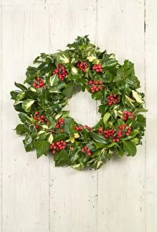 Images Dated 31st January 2009: Christmas Wreath on old white painted door