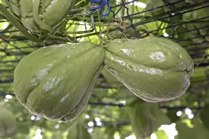 Christophine / Chayote - tropical vegetable orginally from South America