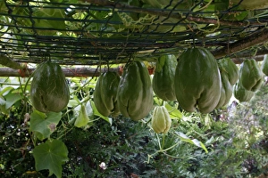 Images Dated 19th October 2007: Christophine / Chow chow / Pear squash - tropical edible plant. Alsace - France