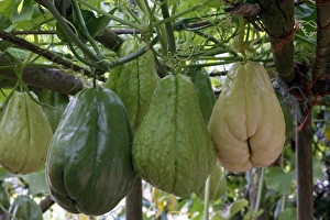 Images Dated 19th October 2007: Christophine / Chow chow / Pear squash - tropical edible plant. Alsace - France