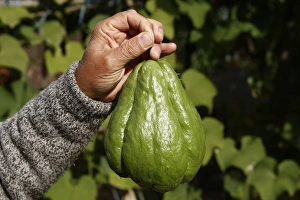 Images Dated 19th October 2007: Christophine / Chow chow / Pear squash - tropical edible plant - 1.5kg. Alsace - France