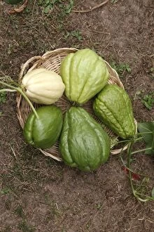 Images Dated 19th October 2007: Christophine / Chow chow / Pear squash - tropical edible plant - different varities. Alsace - France