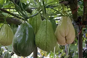 Christophine / Chow chow / Pear squash - tropical edible plant. Alsace - France