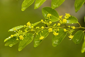 Images Dated 31st May 2006: Christ's Thorn Paliurus spina-christi in flower. Spiny bush. Greece