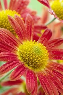 Blooms Gallery: Chrysanthemum Flowers 'Cottage Apricot', Norfolk UK