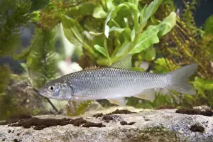 Chub Prints: Chub - Single juvenile photographed underwater, Wiltshire, England, UK
