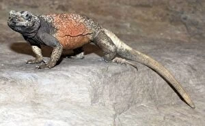 Images Dated 22nd April 2007: Chuckwalla Lizard- desert regions of south western USA