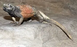Lizards Prints: Chuckwalla Lizard- desert regions of south western USA