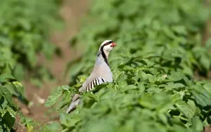 Chukar Partridge - March - Cyprus