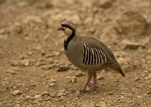 Chukar / Red-legged / Rock / Indian hill Partridge