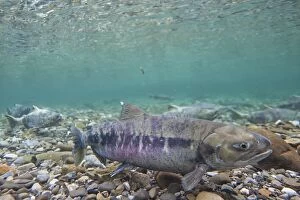 Chum Salmon underwater at their spawning grounds
