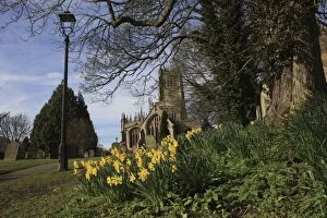 Church Yard - with Daffodils spring day