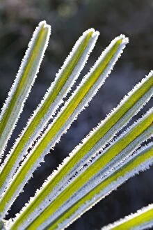 Chusan Palm - leaves with covering of frost
