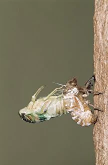 Images Dated 6th February 2006: Cicada - adult emerging from nymphal skin, shedding skin (exoskeleton) Kruger National Park