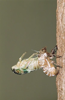 CICADA - adult emerging from nymphal skin, shedding skin (exoskeleton) CICADA - adult emerging from nymphal skin, shedding skin (exoskeleton)