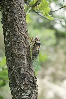 Cicada Prints: Cicada Calling on Oak trunk, South of France