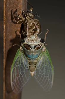 Arthropoda Gallery: Cicada emerging from moulted exoskeleton during ecdysis - Klungkung, Bali