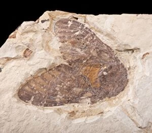 Images Dated 13th March 2009: Cicada Fossil