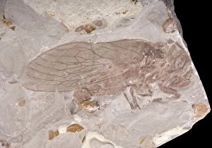 Images Dated 13th March 2009: Cicada Fossil - Tettigarctidae family. Middle Jurassic
