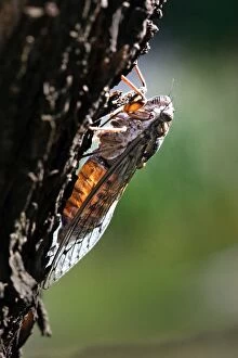 Images Dated 22nd July 2005: Cicada. France