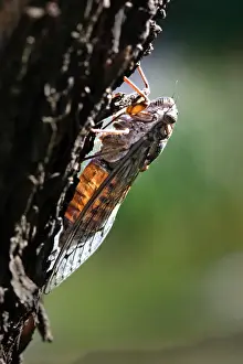 Cicada Prints: Cicada. France