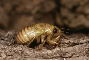 Cicada - Full grown nymp