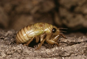Images Dated 7th July 2004: Cicada Full grown nymph