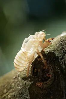 Moulting Prints: Cicada - Moult in olive tree. Provence - France