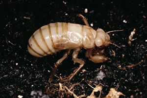 Images Dated 7th July 2004: Cicada Subterranean nymph