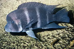 Cichlids Prints: Cichlid Fish Endemic, Lake Tariganyika, Africa