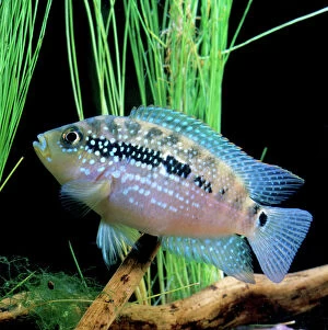 Fish Collection: Cichlid - Jack Dempsey Aquarium