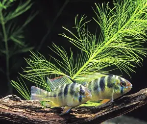 Cichlids Prints: Cichlid - Ramirez dwarf Aquarium Latin also Microgeophagus ramirezi