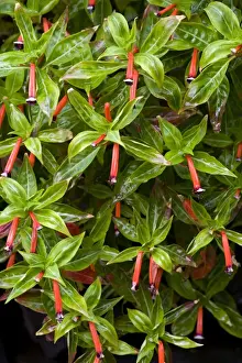 Madeira Prints: Cigar plant. Location - Madeira's Botanical Garden, Funchal. Feb