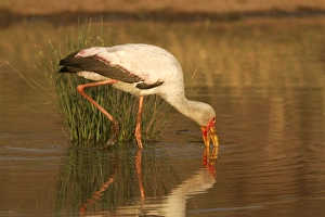 Images Dated 28th August 2004: Cigogne a bec jaune