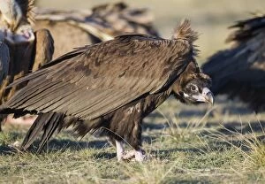 Cinereous / Black Vulture