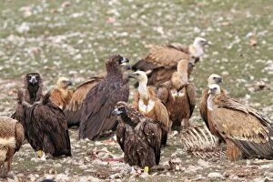 Cinereous / Black Vulture / Monk Vulture / Eurasian