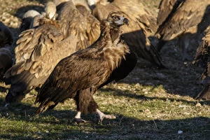 Aegypius Monachus Gallery: Cinereous Vulture - on field - Castile and Leon, Spain