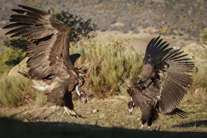 Aegypius Monachus Gallery: Cinereous Vulture - fighting - Castile and Leon, Spain