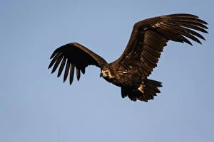 Aegypius Monachus Gallery: Cinereous Vulture - in flight - Castile and Leon, Spain