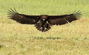 Cinereous Vulture - in flight about to land in a field