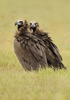 Aegypius Monachus Gallery: Cinereous Vulture - mature adult in a field