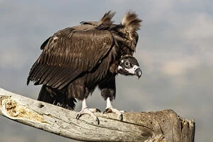 Buitre Negro Gallery: Cinereous Vulture - perched on a branch - Castile
