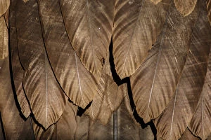 Cinereous Vulture - detail of plumage - Castile