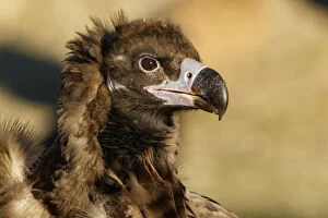 Accipitridae Gallery: Cinereous Vulture - portrait - Castile and Leon, Spain