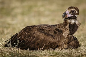 Buitre Negro Gallery: Cinereous Vulture - resting on field floor - Castile