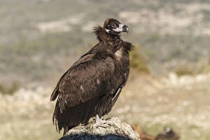 Aegypius Monachus Gallery: Cinereous Vulture -resting on rocks - Castile