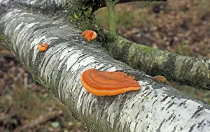 Brackets Prints: Cinnabar Bracket Fungi - On Birch - The Netherlands, Overijssel