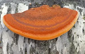 Brackets Prints: Cinnabar Bracket Fungi - On Birch - Overijssel - The Netherlands