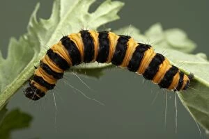 Images Dated 5th July 2005: Cinnabar Moth - Caterpillar - the bright colours