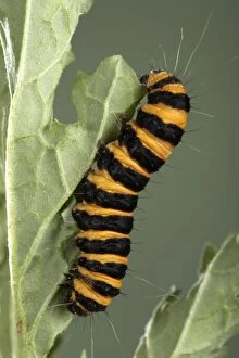 Cinnabar Moth - Caterpillar - the bright colours